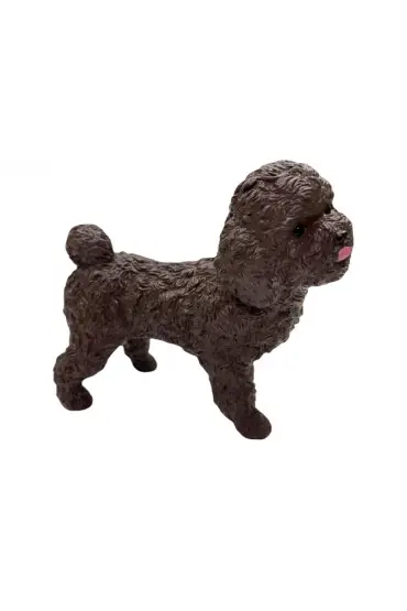  505 Köpekler - Poodle Cinsi Köpek