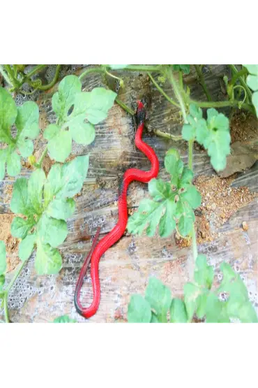 Toptan Şaka Yılan Et Yılan 37 cm 10 Adet